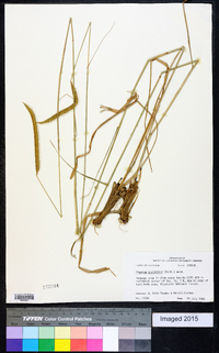 Ctenium aromaticum image