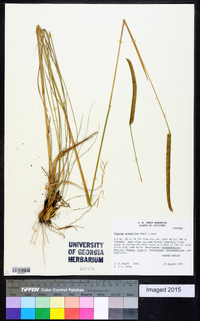 Ctenium aromaticum image