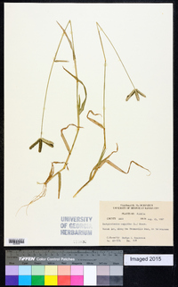 Dactyloctenium aegyptium image