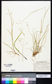 Danthonia compressa image