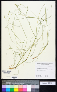 Danthonia compressa image