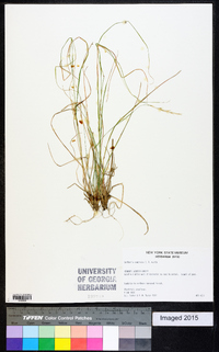 Danthonia compressa image