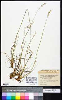 Danthonia compressa image