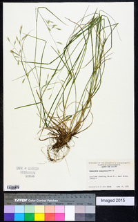 Danthonia compressa image