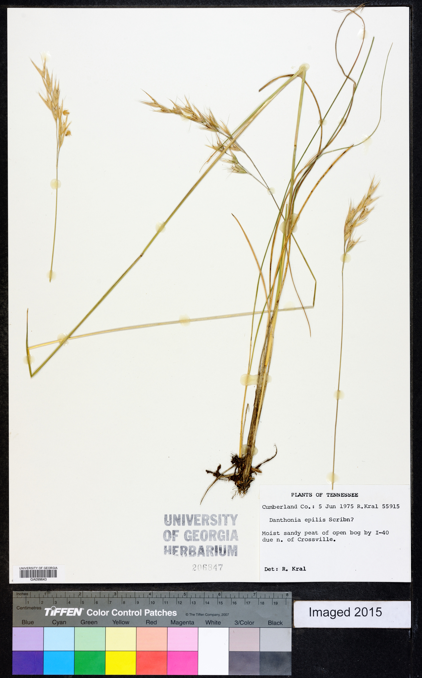Danthonia epilis image