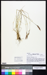 Danthonia intermedia image