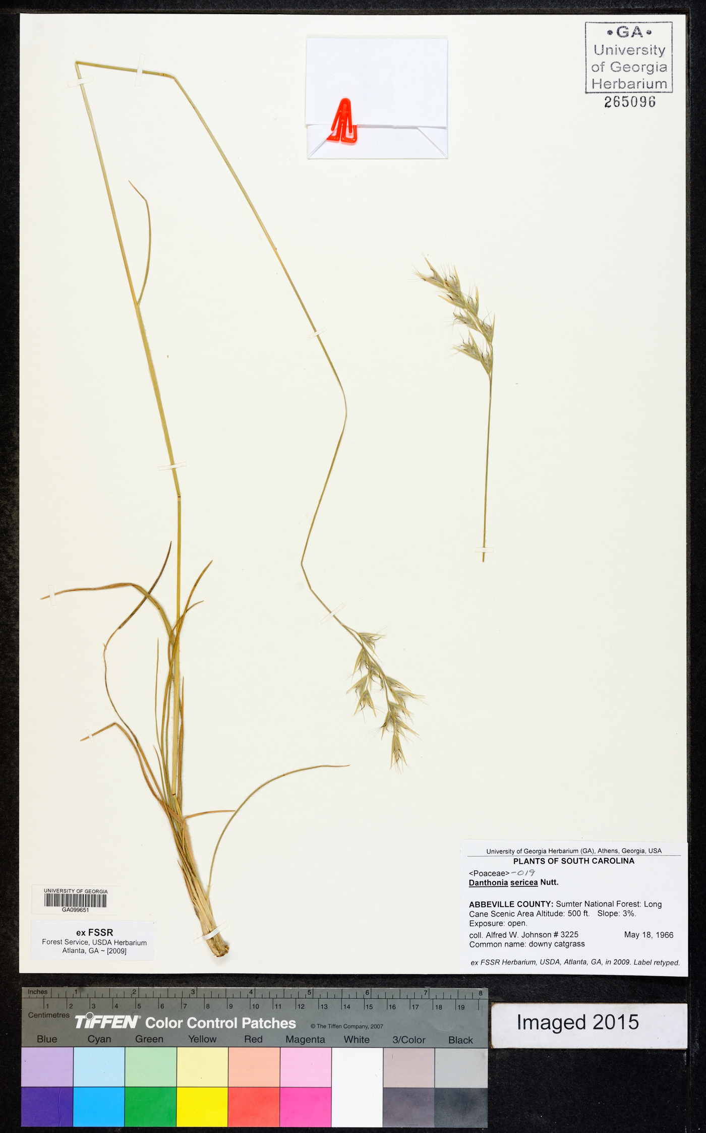 Danthonia sericea image
