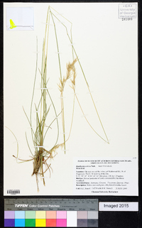 Danthonia sericea image