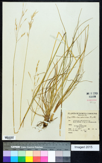 Danthonia sericea image