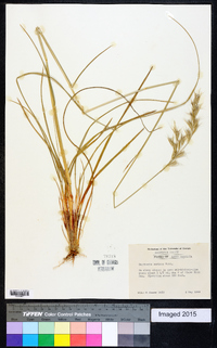 Danthonia sericea image