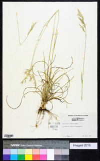 Danthonia sericea image