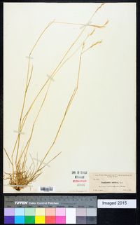 Danthonia sericea image