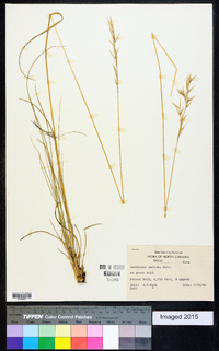 Danthonia sericea image