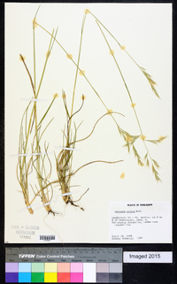 Danthonia sericea image