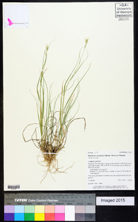 Danthonia unispicata image