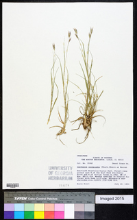 Danthonia unispicata image