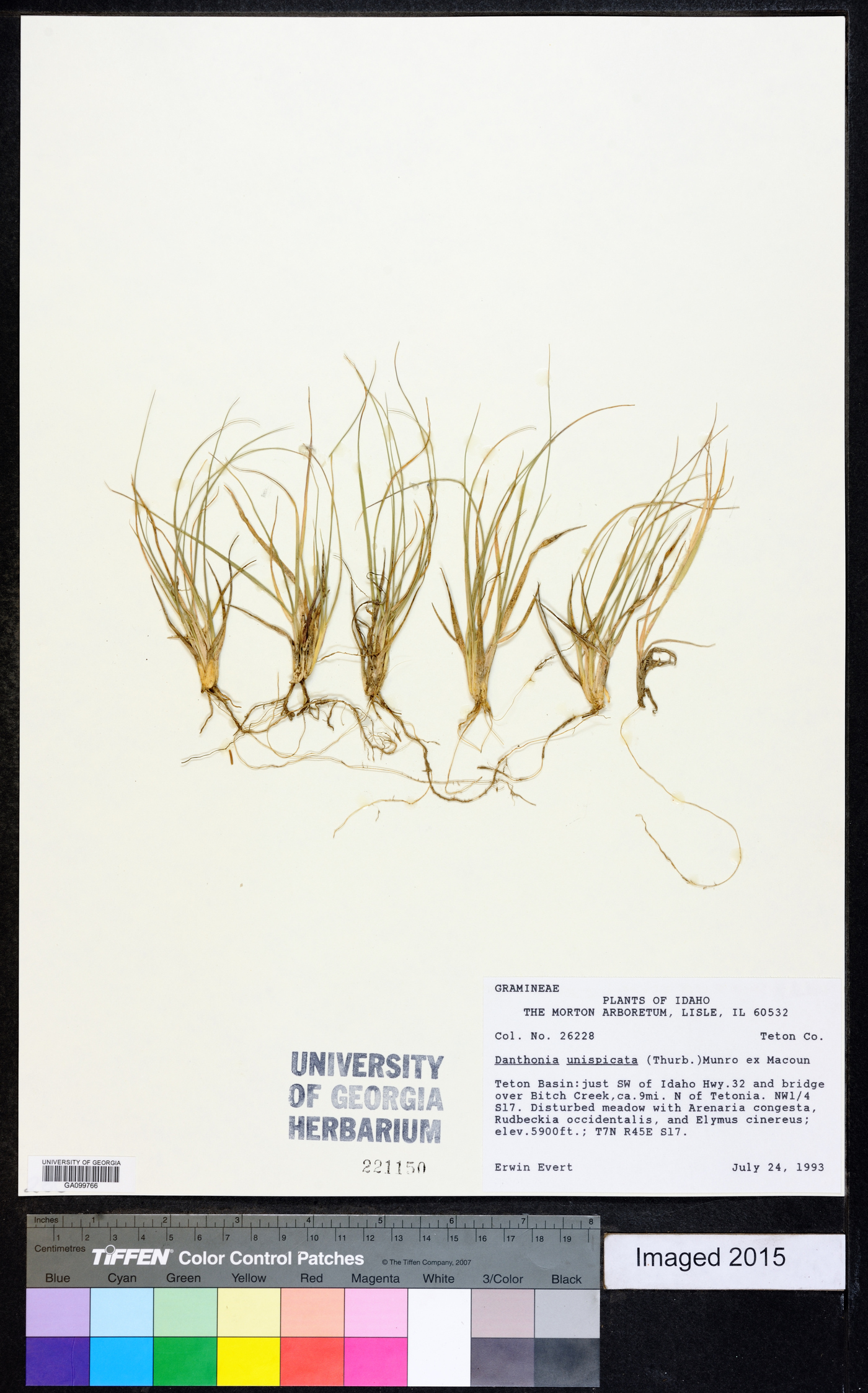 Danthonia unispicata image