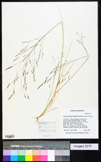 Deschampsia danthonioides image