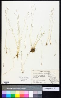 Deschampsia danthonioides image