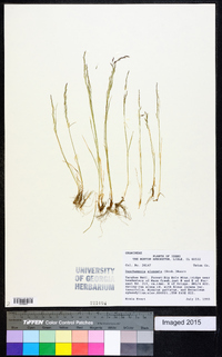 Deschampsia elongata image