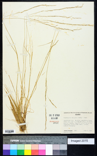 Deschampsia elongata image