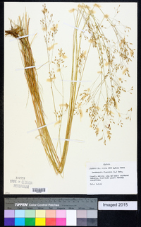 Deschampsia flexuosa image