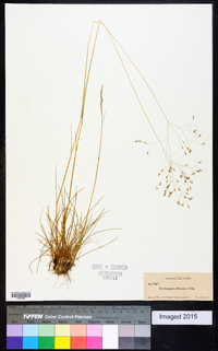 Deschampsia flexuosa image