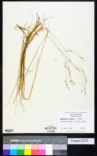 Deschampsia flexuosa image