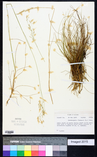 Deschampsia flexuosa image