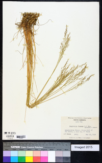 Deschampsia flexuosa image