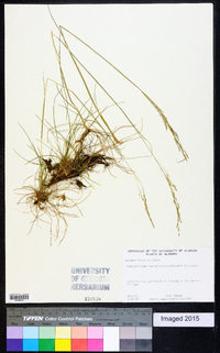 Deschampsia flexuosa image