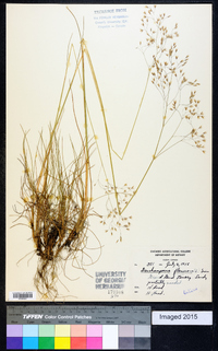 Deschampsia flexuosa image