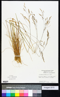 Deschampsia flexuosa image