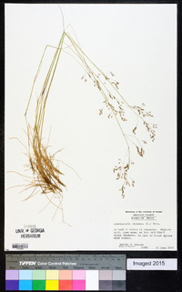 Deschampsia flexuosa image