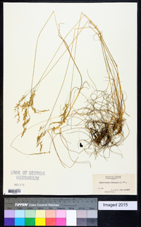 Deschampsia flexuosa image