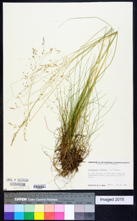 Deschampsia flexuosa image