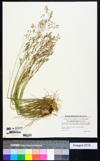 Deschampsia flexuosa image