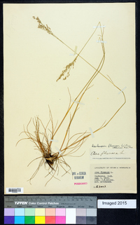 Deschampsia flexuosa image