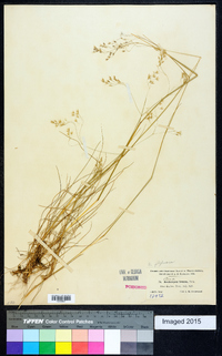 Deschampsia flexuosa image