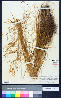 Deschampsia flexuosa image