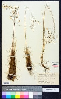 Deschampsia flexuosa image