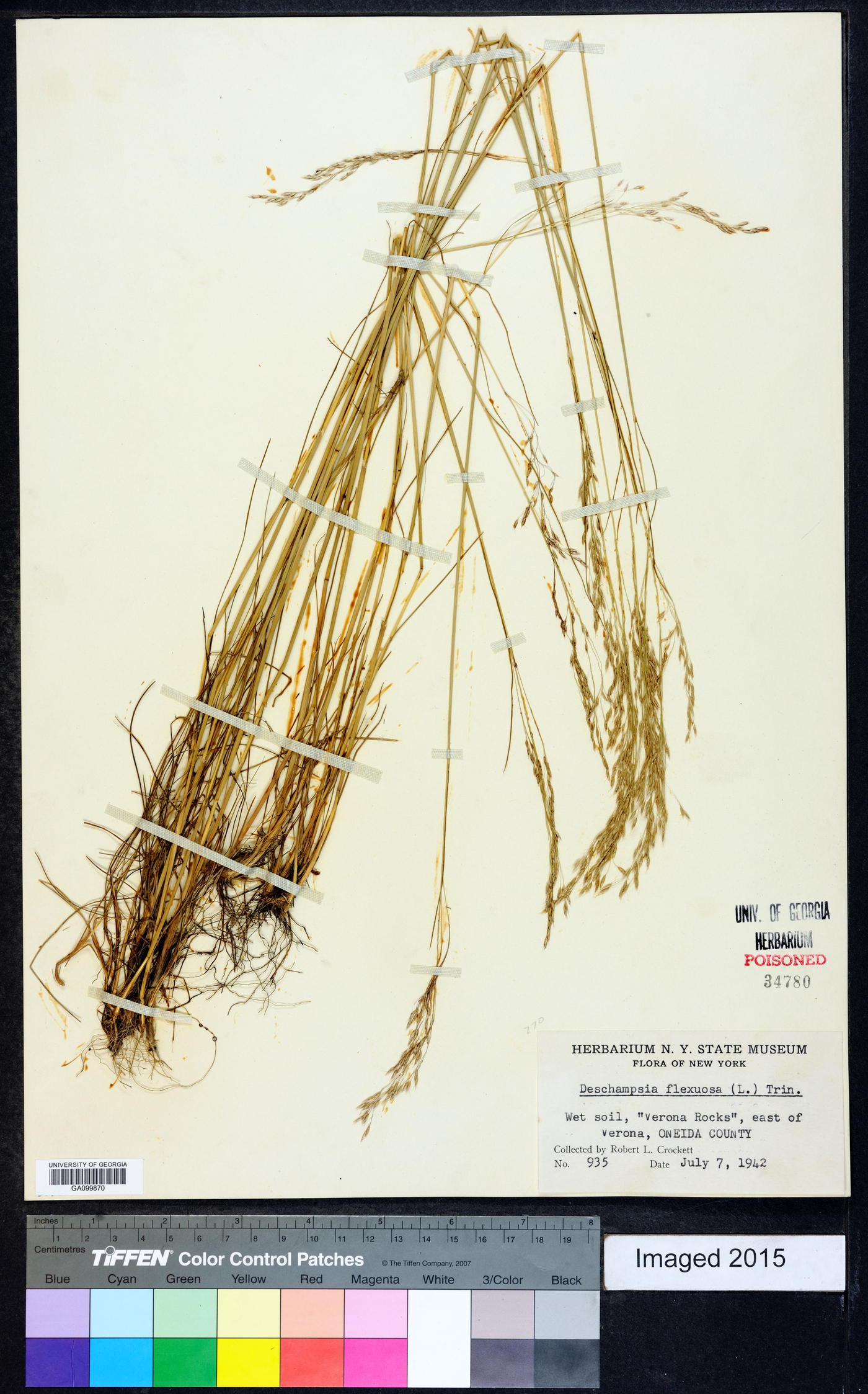 Deschampsia flexuosa image