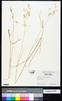 Deschampsia flexuosa image