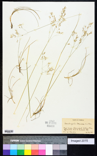 Deschampsia flexuosa image