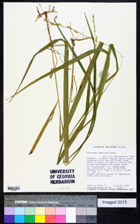 Deschampsia flexuosa image