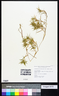 Dichanthelium acuminatum subsp. acuminatum image