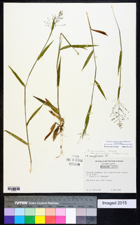 Dichanthelium acuminatum subsp. acuminatum image