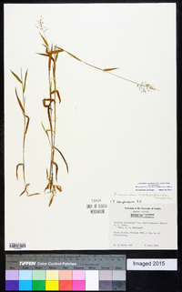 Dichanthelium acuminatum subsp. acuminatum image