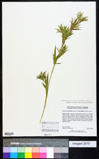 Dichanthelium acuminatum subsp. acuminatum image