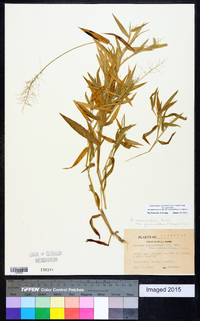 Dichanthelium acuminatum subsp. acuminatum image